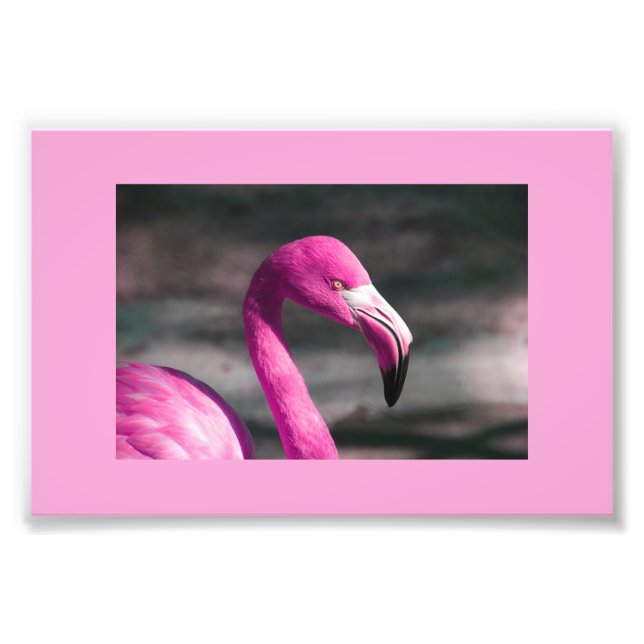 Impression Photo Posine de Flamant rose rose (Devant)