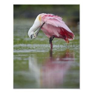 Impression Photo Potète de rose (Platalea ajaja) 11 x 14