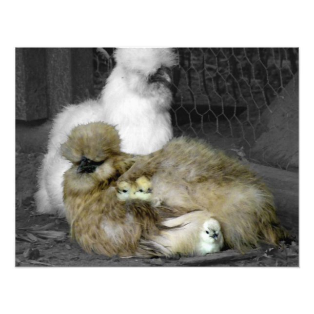 Impression Photo Poules de Silkie avec poules Pékin hors des plumes (Devant)