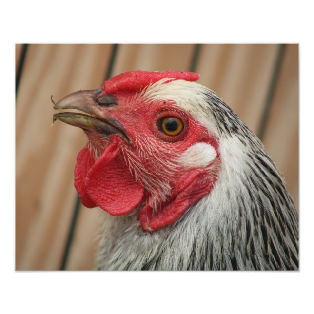 Impression Photo poulet (Devant)