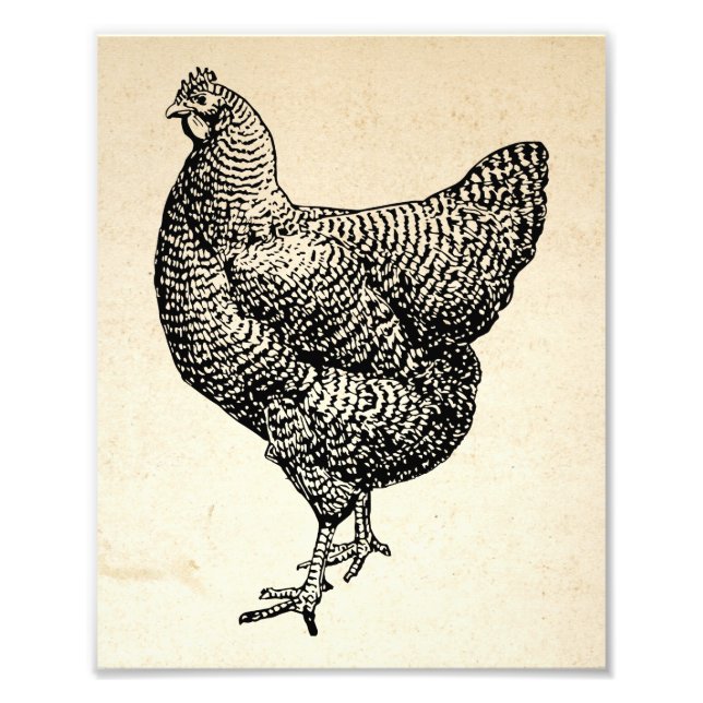 Impression Photo Poulet de roche Plymouth Barred classique Hen (Devant)