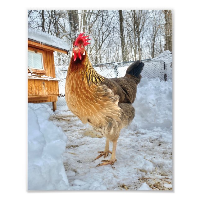 Impression Photo Poulet dignifié (Devant)