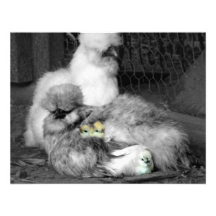 Impression Photo Poulet noir et blanc en soie avec poulets jaunes