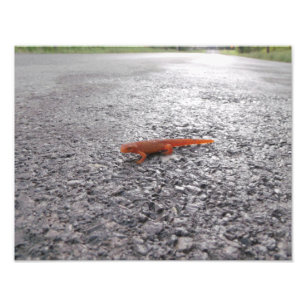 Impression Photo Pourquoi la salamandre a-t-elle traversé la route