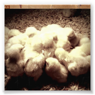 Impression Photo Poussins