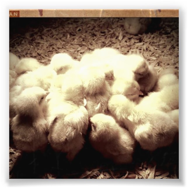 Impression Photo Poussins (Devant)