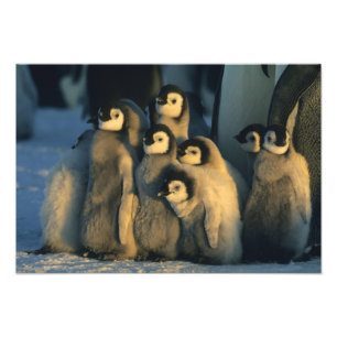 Impression Photo Poussins Penguin Empereur en crèche, Apténodytes