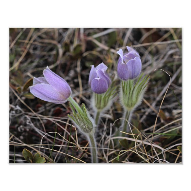 Impression Photo Prairie Crocus (Devant)