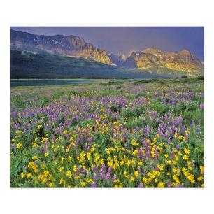 Impression Photo Prairie de fleurs sauvages dans Many glacier