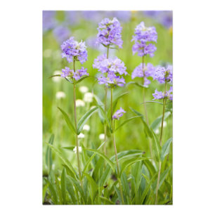 Impression Photo Prairie de fleurs sauvages de penstemon dans la