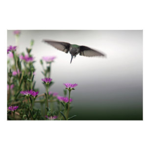 Impression Photo Premier colibri