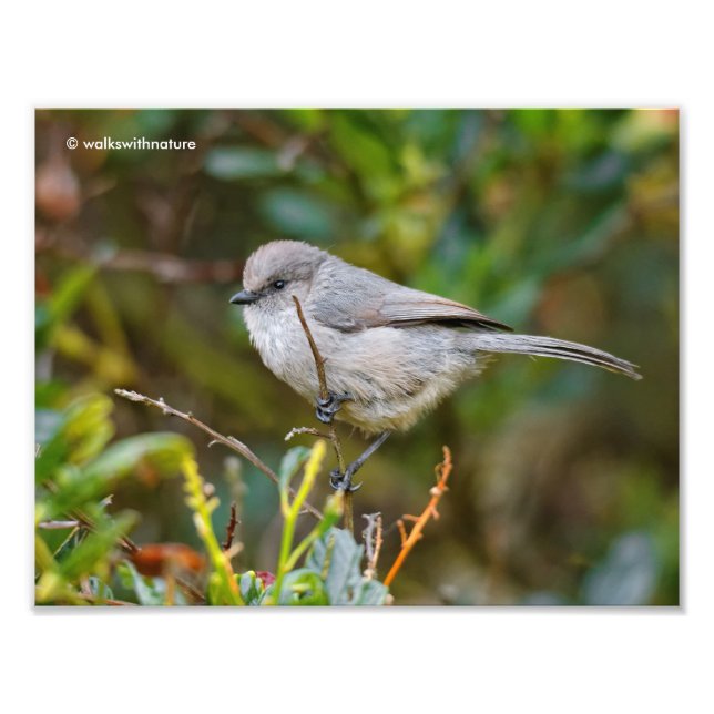 Impression Photo Profil d'un bébé de Bushtit (Devant)