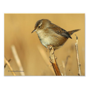 Impression Photo Profil d'un magnifique Marsh Wren