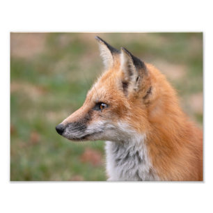 Impression Photo Profil Fox