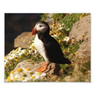 Impression Photo Puffin