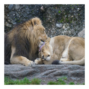 Impression Photo Puissant amour Lion