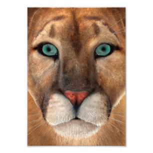 Impression Photo Puma