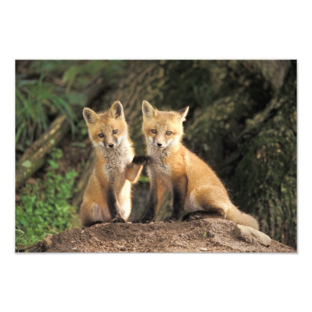 Impression Photo Pup Red Fox devant den Vulpes vulpes) (Devant)