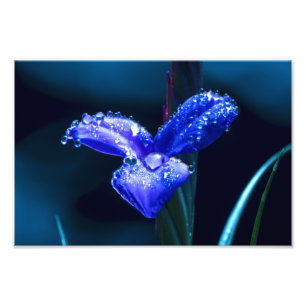 Impression Photo Purple Flower after Spring Rain