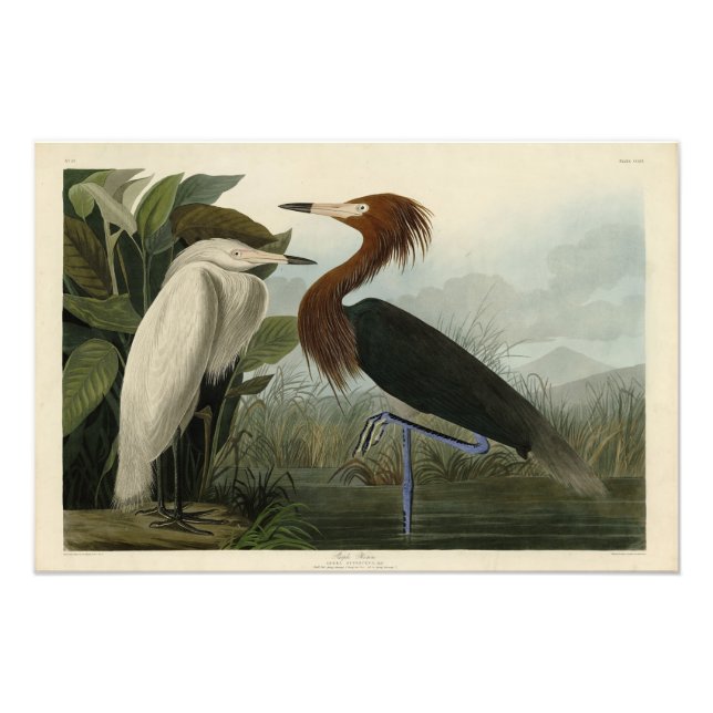 Impression Photo Purple Heron - de Audubon's Birds of America (Devant)