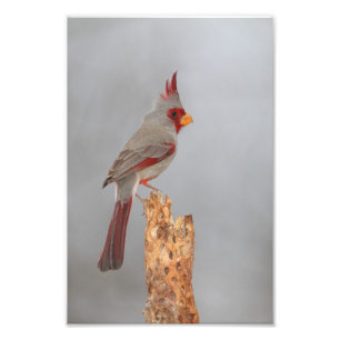 Impression Photo Pyrrhuloxia sur une branche