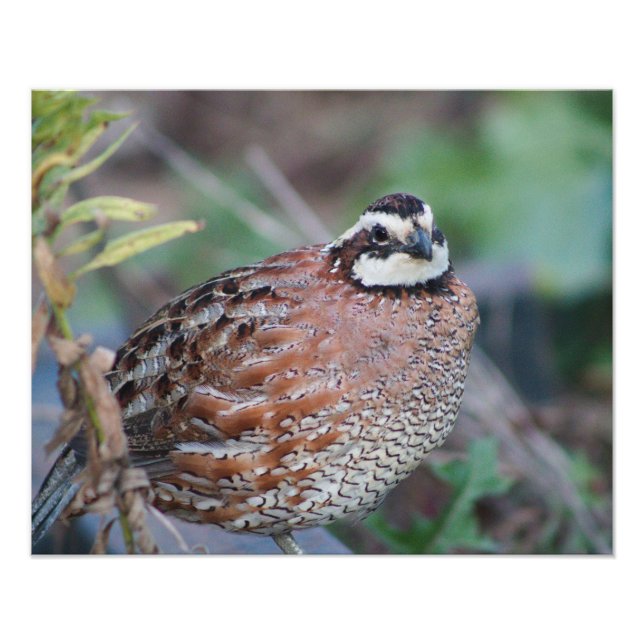 Impression Photo quail (Devant)