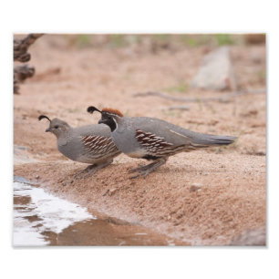 Impression Photo Quail de Gambel pour homme et femme