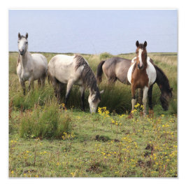 Impression Photo Quatre chevaux