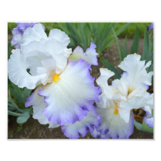 Impression photo Queen's Circle Iris 10"x8"