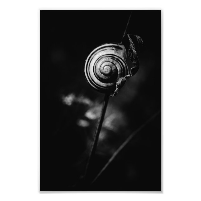 Impression Photo queue de l'escargot (Devant)