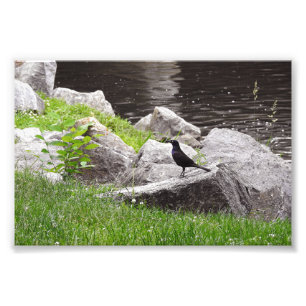 Impression Photo Quiscale sur les rochers