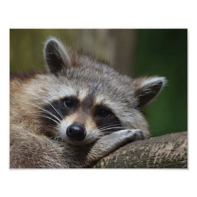 Impression Photo Raccoon (Devant)