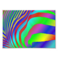 Rainbow Zebra
