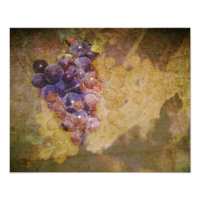 Impression Photo Raisins de Sonoma sur la vigne (Devant)