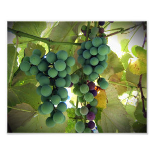 Impression Photo Raisins verts et pourpres sur la copie de vignoble