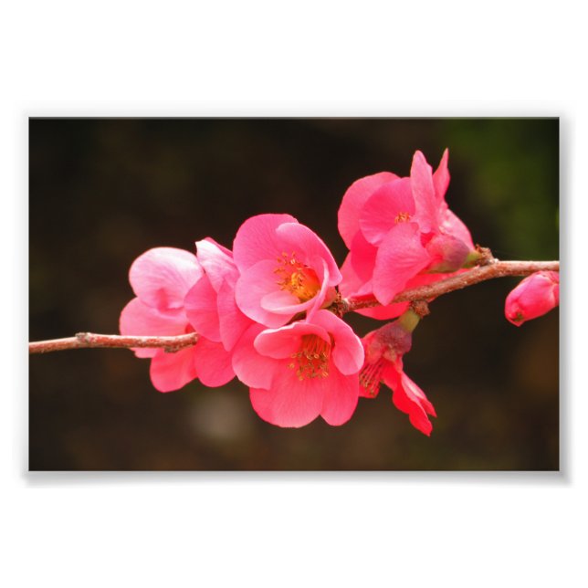 Impression Photo Rama con hermosas flores (Devant)