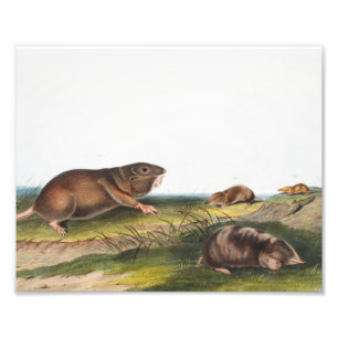 Impression Photo Rat Poché Sud, Schrew Mole Illustration