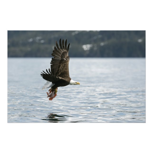Impression Photo Récupération du poisson d'aigle à tête blanche (Devant)
