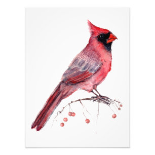 Impression Photo Red Cardinal Bird