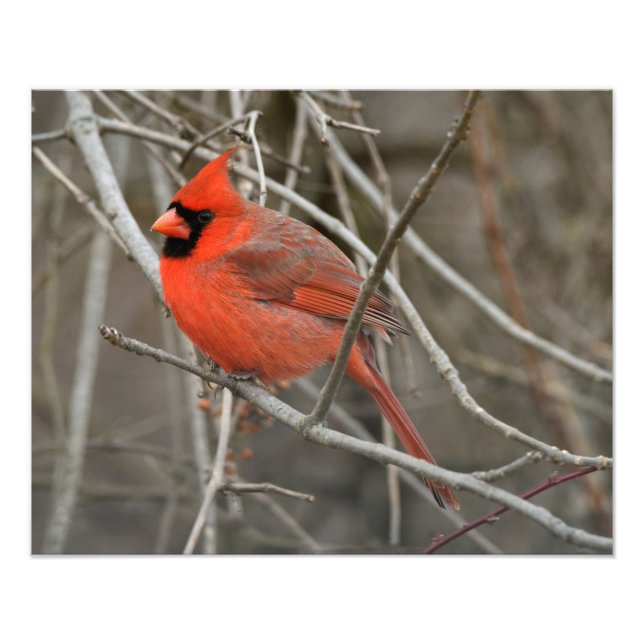 Impression Photo Red Cardinal Bird (Devant)