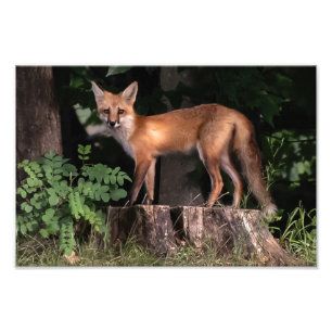 Impression photo Red Fox