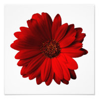 Red Gerbera Daisy Imprimer