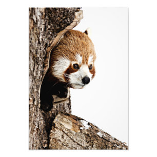 Impression Photo Red Panda Peek-a-Boo