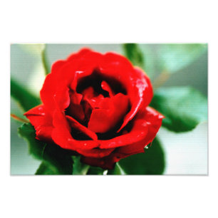 Impression Photo Red Rose Love