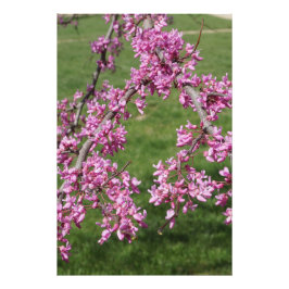 Impression Photo Redbud 24"x36"