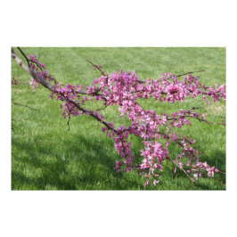 Impression Photo Redbud 36"x24"