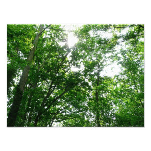 Impression Photo Regard sur les arbres d'été