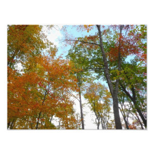 Impression Photo Regardant vers le haut les feuilles d'automne I Fe