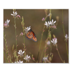 Impression Photo Reine et milkweed