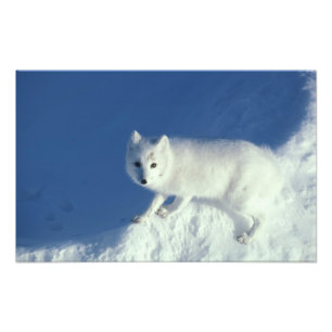 Impression Photo Renard arctique Alopex lagopus) Un renard arctique